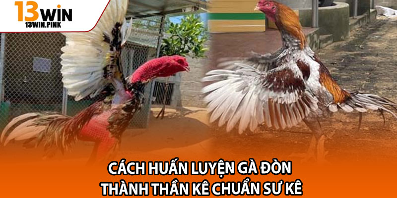 Đá Gà Đòn – Trải Nghiệm Cược Đầy Kịch Tính Tại 13win 4 Cách Huấn Luyện Gà Đòn Thành Thần Kê Chuẩn Sư Kê