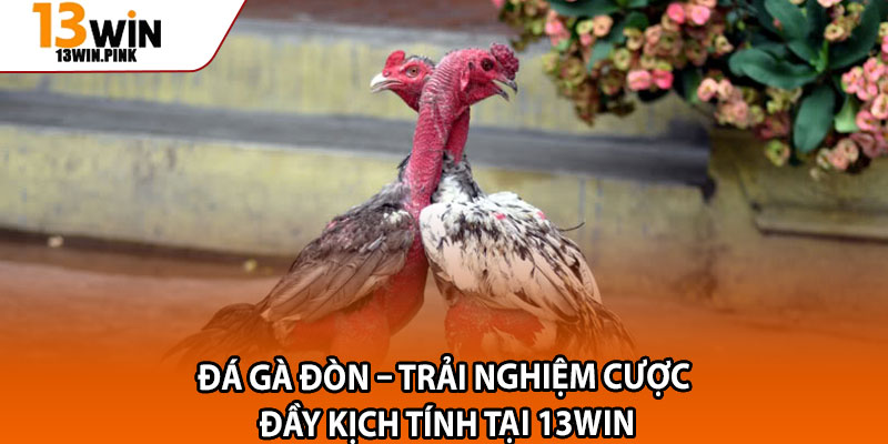Đá Gà Đòn – Trải Nghiệm Cược Đầy Kịch Tính Tại 13win 1 Da Ga Don – Trai Nghiem Cuoc Day Kich Tinh Tai 13win