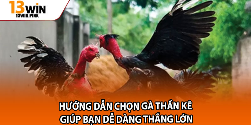 Đá Gà Đòn – Trải Nghiệm Cược Đầy Kịch Tính Tại 13win 3 Hướng Dẫn Chọn Gà Thần Kê Giúp Bạn Dễ Dàng Thắng Lớn
