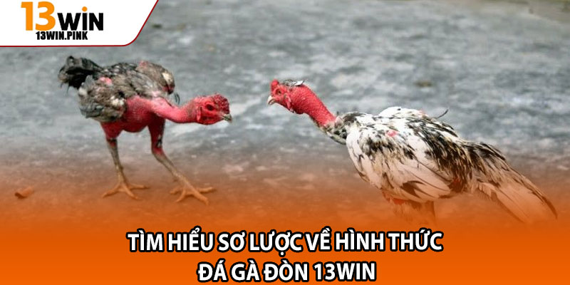 Đá Gà Đòn – Trải Nghiệm Cược Đầy Kịch Tính Tại 13win 2 Tìm hiểu sơ lược về hình thức đá gà đòn 13win