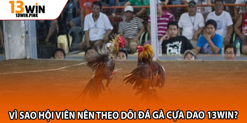 Đá Gà Cựa Dao 13win – Đấu Trường Cá Cược Uy Tín, Minh Bạch 3 Vì sao hội viên nên theo dõi đá gà cựa dao 13win?